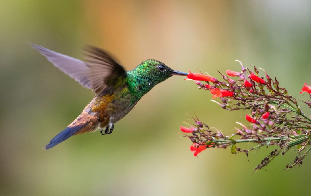 Hummingbird Hollywood Manor Evening