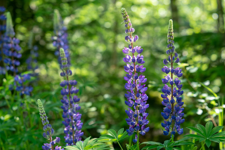 Blue lupines flowering in the meadow Pollinators love Lupine